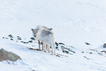 Fototapeta premium Shot in Svalbard May 2022