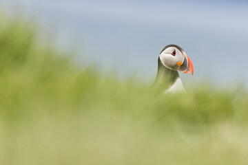 Atlantic Puffin in Iceland, on one of the biggest colonies in Europe 