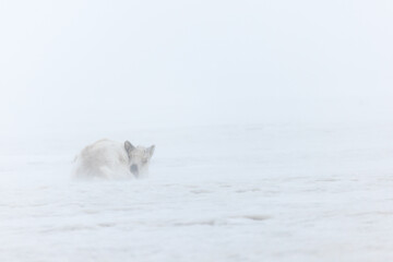 Shot in Svalbard May 2022