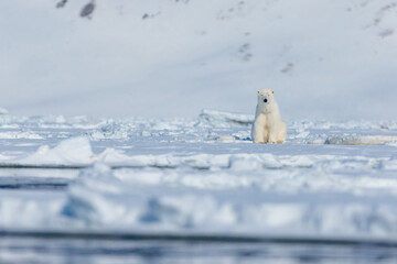 Fototapeta na wymiar Shot in Svalbard May 2022