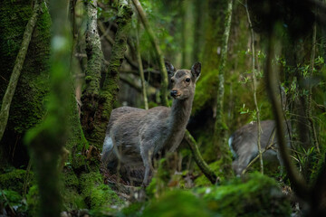 deer in the forest