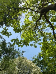 leaves and sky