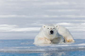 Shot in Svalbard May 2022
