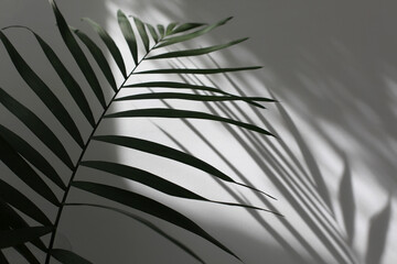 Palm leaf and  gray grain texture black and white refraction wall. Light and shadow abstract copy...