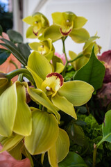 Beautiful green orchids in a bouquet. Beautiful exotic flowers background, wallpaper. Flower arrangement for greeting card. Flower store, floristry. Birthday greetings, anniversaries, mother's day.