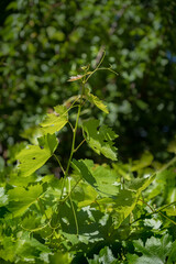young vine shoots and leaves