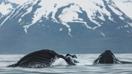 Humpback whale ( Megaptera Novaengliae ) very hungry at the feeding ground in the North Atlantic Ocean, Husavik Iceland © Rui