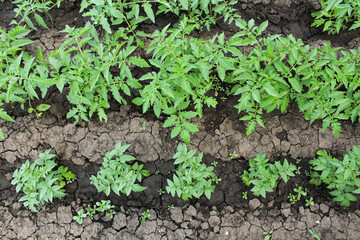 lettuce growing in the garden. flowering tomato in the garden. harvest ripening on the farm. green tomato bushes in the garden.