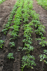 vegetable garden in a garden. flowering tomato in the garden. harvest ripening on the farm. green tomato bushes in the garden.