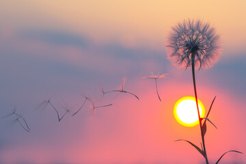 Silhouettes of flying dandelion seeds on the background of the sunset sky and sun. Nature and botany of flowers - Powered by Adobe