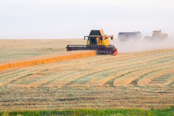 Fototapeta premium Special machine combine works and harvests wheat in the field. Food industry and agronomy