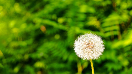 Blooming dandelion on a green background