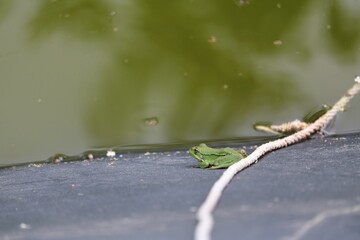 Grenouille