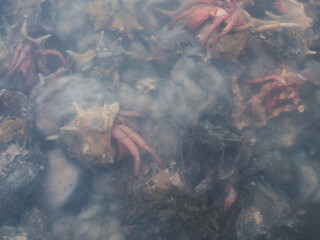 Cloudy and dirty sea water with dead crustaceans
