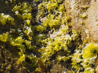 Sea algae background close up. Marine vegetation concept