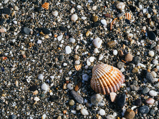 background of small stones by the beach with shell