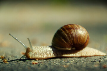 Schnecke