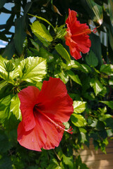 Chinese Rose or Chinese Hibiscus, latin name Hibiscus Rosa-Sinensis. Big Red Extotic Flower on a Background of Green Leaves. Sunny Tropical Evergreen Garden with Red Rose Mallows. 