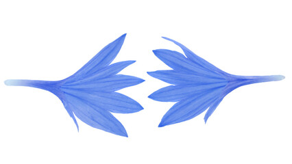 Blue cornflower petals isolated on white background, top view. Background of blue cornflower petals isolated on white. Set of blue cornflower petals isolated on white background, top view.