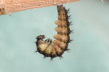 Kleiner Fuchs - Raupe