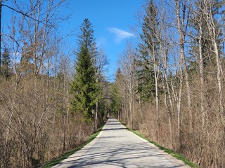 Small road leading through a forest in spring time. clear blue sky and green conifer trees.