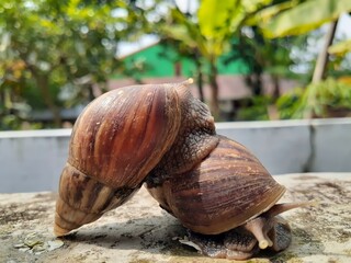Two snails crawling on the wall as nature background.