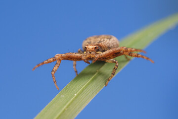 Krabbenspinne