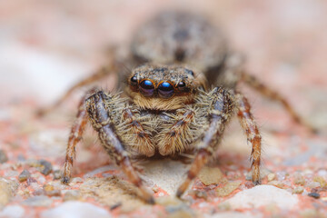 Marpissa muscosa