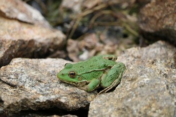 Grenouille