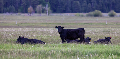 Cow in a green field with mountain landscape in background. Cloudy Sky. California, United States of America.