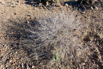 View of Asteraceae plant