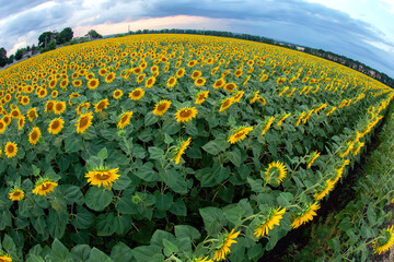 large field of blooming sunflowers. Agronomy, agriculture