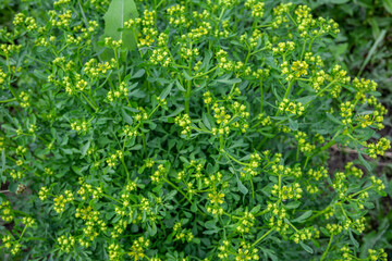 Common Rue, Ruta graveolens a herbal plant .