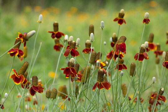 A field full of Texas wildflowers (Mexican hats).