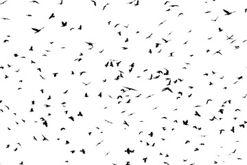 Obraz premium large flock of crows
