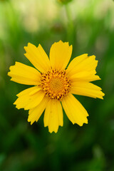 Coreopsis lanceolata, the lance-leaved coreopsis, is a North American species of tickseed in the family Asteraceae. Also Grows in Eastern Europe. Beautiful yellow bud on green background. Wall art