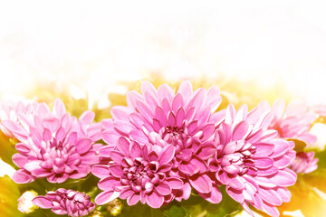 Colorful chrysanthemum flowers on a background of the autumn landscape