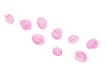 Apple tree petals isolated on white background. Flower composition.