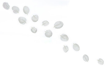 Apple tree petals isolated on white background. Flower composition.