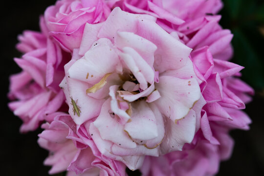 Macro photography of pink rose flower. Provence rose, cabbage rose or Rose de Mai