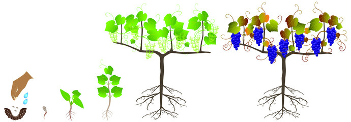 Growth cycle of a plant of grapes from seeds on a white background.