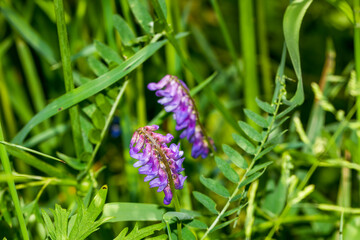 flowers on grass