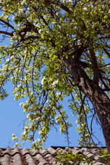 Branches of a flowering pear tree above the roof. Spring, sunny day