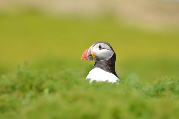 Fototapeta premium atlantic puffin bird