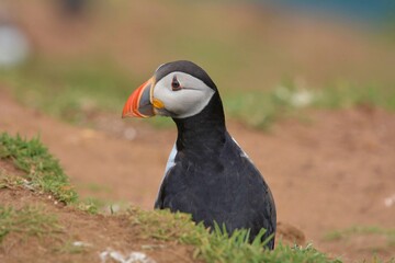 atlantic puffin or common puffin