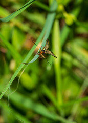 dragonfly on a green leaf