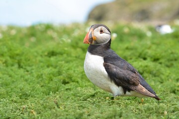 atlantic puffin or common puffin