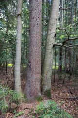 three trees grow from one place in the forest. two beeches and spruces in the Carpathians