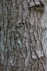 Spruce tree bark close up the exfoliating bark of the tree light gradient natural structure texture