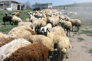 View of flock of sheep. Sheep or domestic sheep are domesticated, ruminant mammals typically kept as livestock. Although the term sheep can apply to other species in the genus Ovis. © Funtay